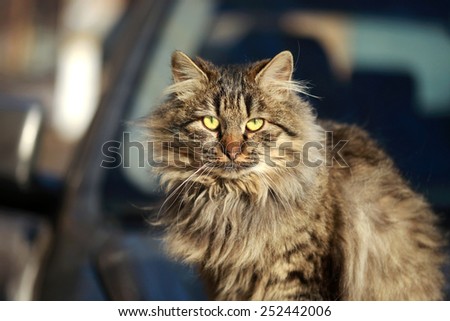 fluffy cat on car