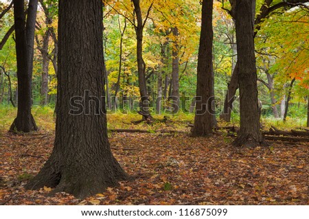 Maple trees provide a gateway to the entrance of a forest. the forest, covered in leaves, leads to a colorful background of autumn greens, yellows and oranges.