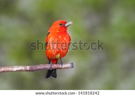 One can almost hear this scarlet tanager chirp \