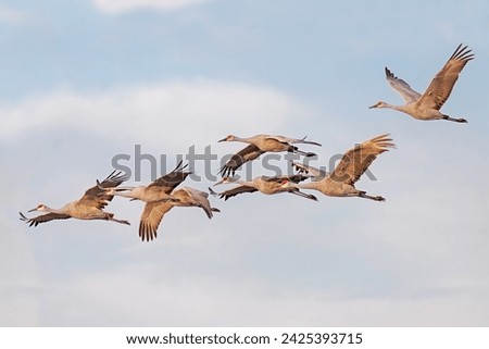 Similar – Foto Bild Storch beim Segelflug am Himmel