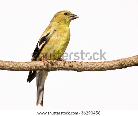 female american goldfinch sings a song while perched on a branch. white background
