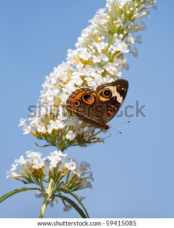 common buckeye butterfly feeds on a white butterfly bush; sky blue background