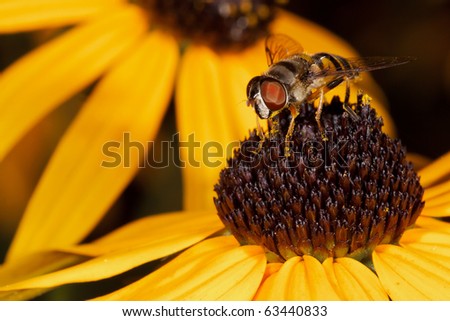 honey bee feeds on the pollen of a black eyed susan; macro view shallow focus background consist of out of focus black eyed susan