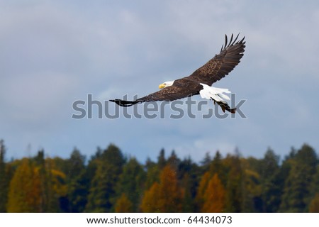bald eagle fly away into the the sky after catching a northern pike; cloudy sky with autumn colored trees in the background