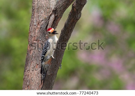 red-bellied woodpecker holds onto a  tree with with its beak wide open; background consists of shallow focus pink redbuds, leaf greens and tree browns