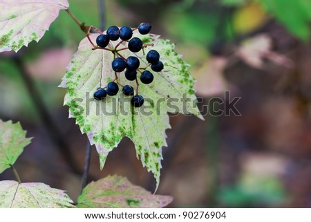 its blue berries prominently displayed, a maple leaf viburnum changes to autumn colors; beautiful pinks, purples and greens. Background is the shallow focus forest leaves, vines, branches and trees.