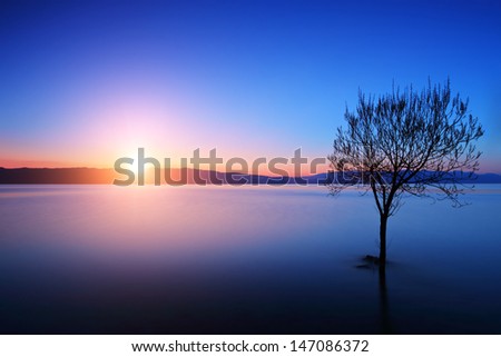 Silhouette of tree in Ohrid lake, Macedonia at sunset