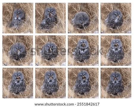 Similar – Image, Stock Photo caught by the gaze of a cat sitting in the middle of the living room