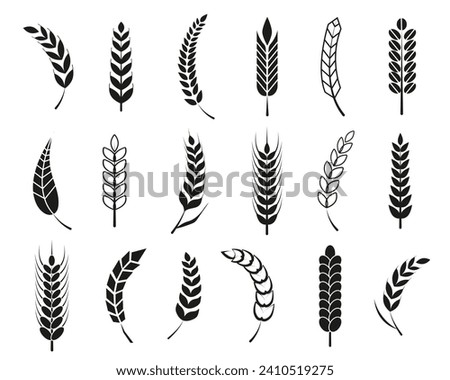 Set of black wheat ears icons and logos. For identity style of natural product company and farm company. Organic wheat, bread agriculture and natural eat. Contour lines. Flat vector design.  