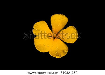 beautiful yellow flower with water after rain isolate on black background soft focus