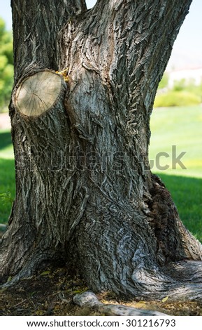 A twisted tree trunk with roots exposed