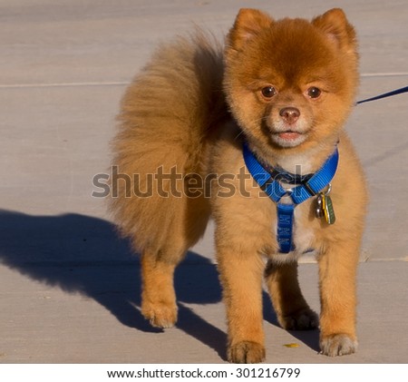 An alert Teddy bear Pomeranian dog
