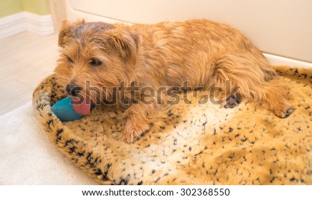 A Norfolk Terrier lying down on a animal print rug with a blue cast on his leg panting