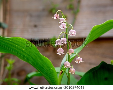 Similar – Image, Stock Photo Convallaria majalis, European lily of the valley, Konwalia majowa, May Lily. Lily of the valley bush with white flowers on a thin stem and dark green leaves in sunlight outdoors close-up in spring.