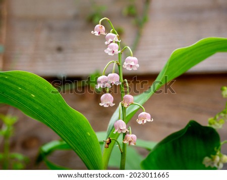 Similar – Image, Stock Photo Convallaria majalis, European lily of the valley, Konwalia majowa, May Lily. Lily of the valley bush with white flowers on a thin stem and dark green leaves in sunlight outdoors close-up in spring.