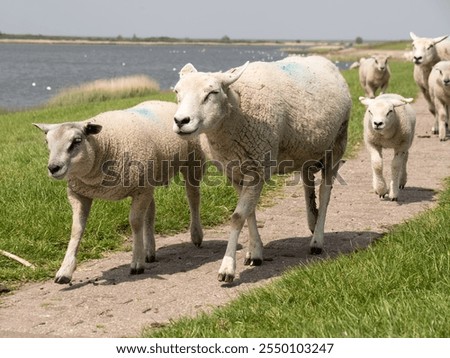 Similar – Foto Bild Spaziergang auf dem Deich