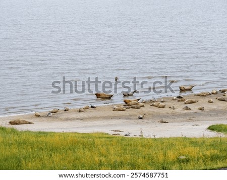 Similar – Image, Stock Photo Wadden Sea Environment