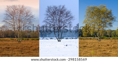Single birch tree in three seasons: autumn, winter and late spring early summer, Netherlands