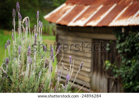 Old Shed with Lavender