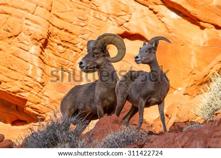 Desert Big Horn Sheep on Red Rock In Valley of Fire State Park Nevada