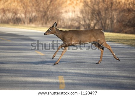 Whitetail Deer Crossing Road
