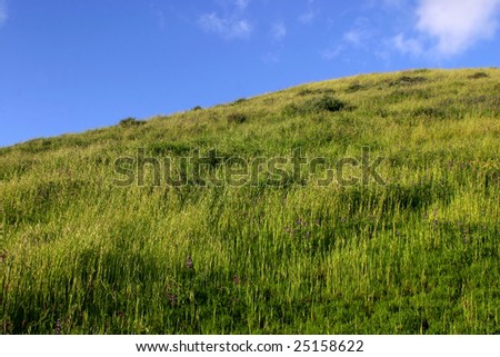 A grassy green hill on a bright blue California sky.