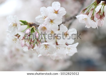 Beautiful And Cute White And Pink Cherry Blossom Flowers Sakura