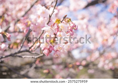Similar – Image, Stock Photo Cherry blossoms against blue sky.