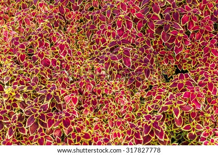 Coleus plant, many red leaves with a yellow border, from above.