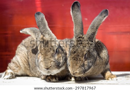 Two Flemish giant rabbits red background