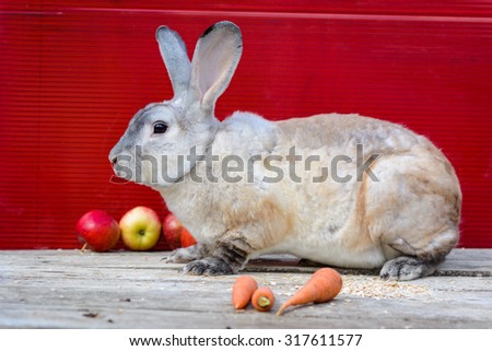 One Rex milky color rabbit sitting near apples and carrot on wooden table. A red background.