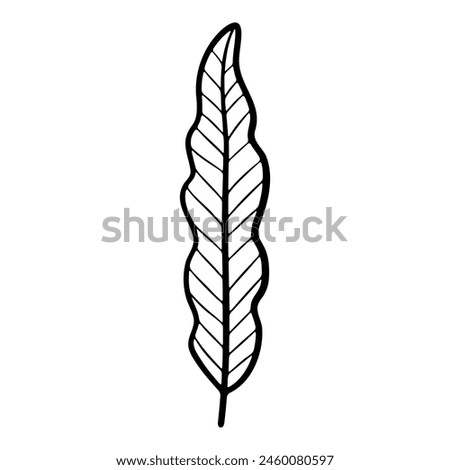 Hand drawn leaf of gum tree. Vector illustration.