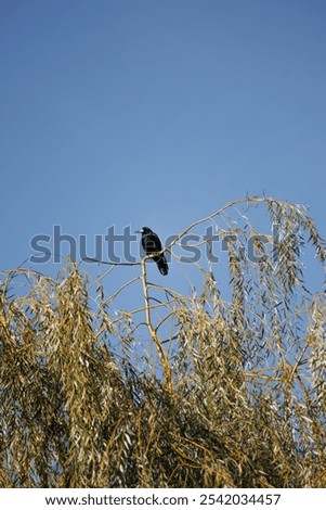 Similar – Image, Stock Photo A crow sits high up on one of two crossing wire ropes