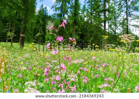 Similar – Image, Stock Photo Fischleinbachtal Tourism