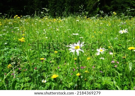 Similar – Image, Stock Photo Fischleinbachtal Tourism