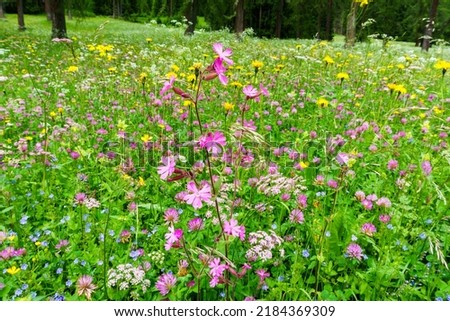 Similar – Image, Stock Photo Fischleinbachtal Tourism