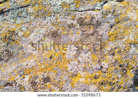 moss and lichen on granite stone (unique biological reserves in Ukraine)