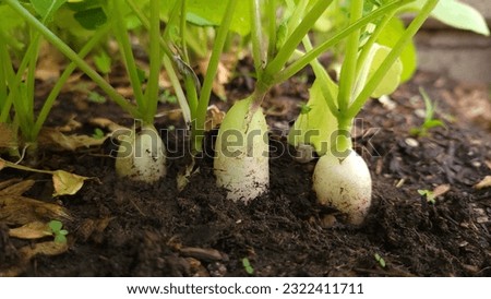 Similar – Image, Stock Photo Radish growing on farm in summer