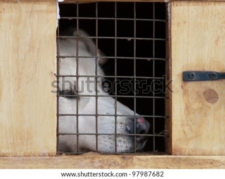 White dog in the little box cage