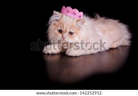 A little persian kitten cat, posing with a crown of the king (pink) on black background. Concept of lion king or queen.