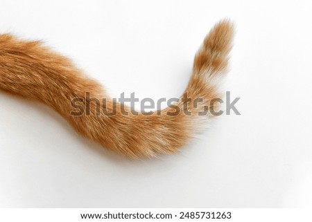 Similar – Image, Stock Photo Ginger cat is laying on sofa