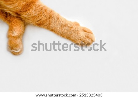 Similar – Image, Stock Photo Cute ginger cat in xmas jumper