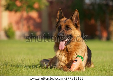 German shepherd dog with toy