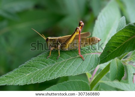 Grasshopper and Bee Balm Detail