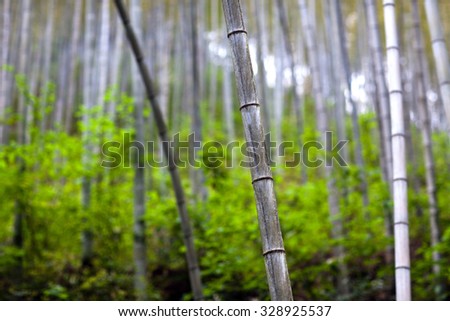 Bamboo Forest Trees in Anhui Province, China