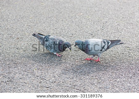 Image, Stock Photo Two doves on cobblestone