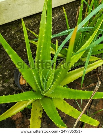 Similar – Image, Stock Photo Aloe Vera Plant Nature