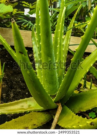 Similar – Image, Stock Photo Aloe Vera Plant Nature