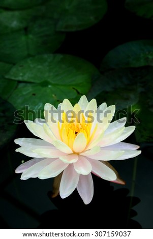 Beautiful thai lotus in lotus Pond.