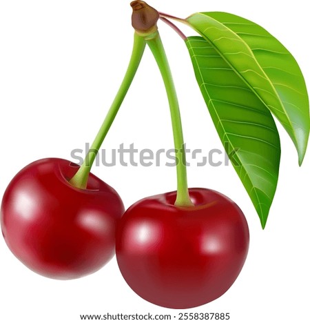 Cherry isolated. Sweet ripe cherry isolated on white background. Sweet cherries pile. Berries and fruits. Healthy eating.